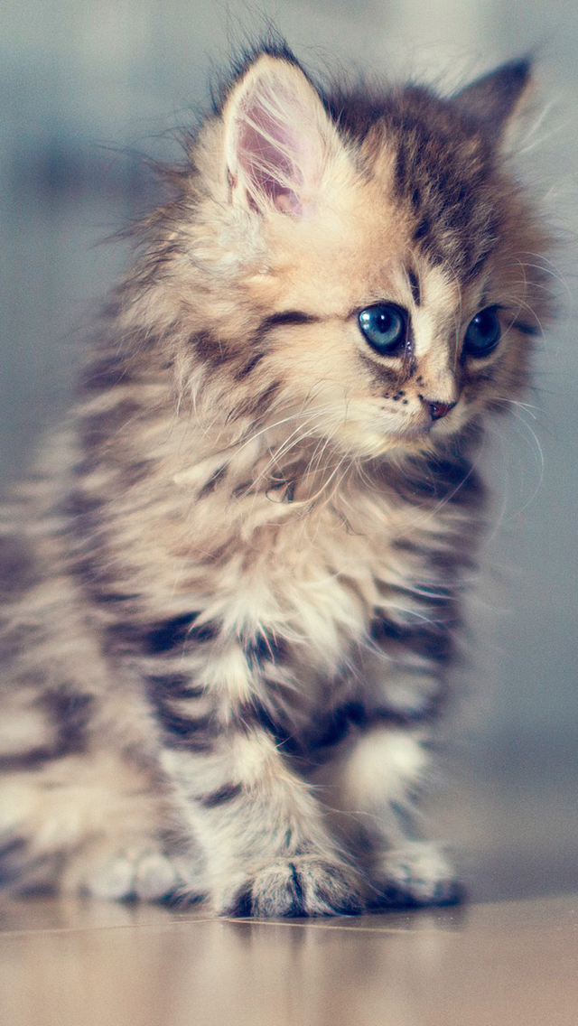 Adorable-Kitten.jpg