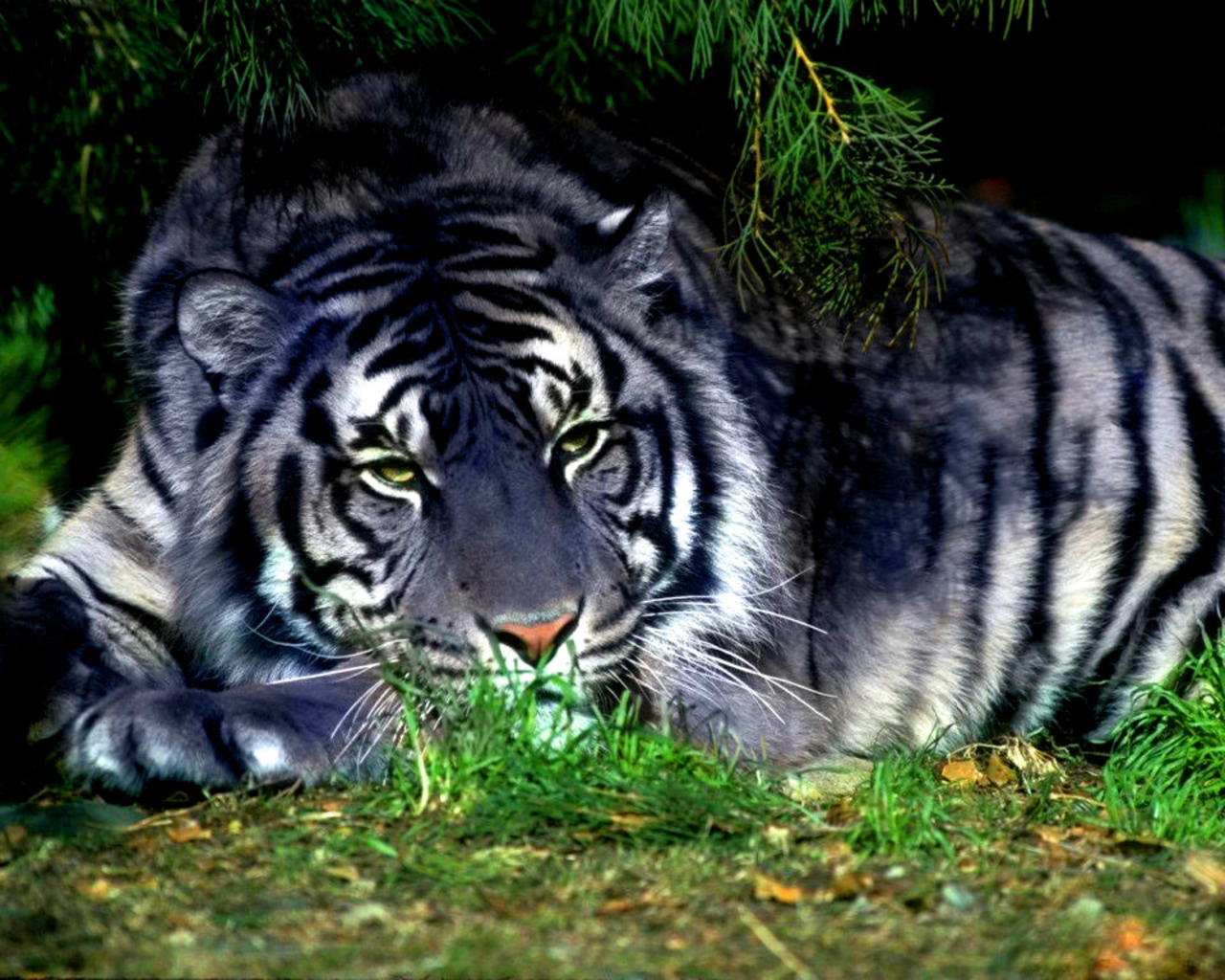 kartinki24_animals_tigers_0006.jpg