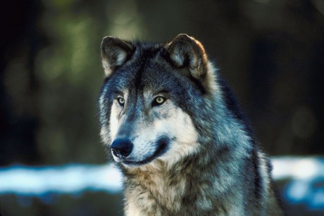 wolf1-gray-460x307.jpg