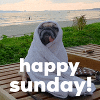 Happy Sunday Dog GIF by Sealed With A GIF