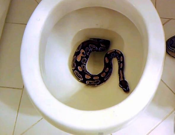 snake_in_toilet.jpg.CROP.promovar-mediumlarge.jpg