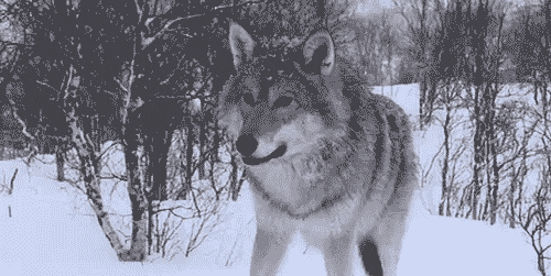 Wolf Wolves Howling GIFs - Get the best GIF on GIPHY