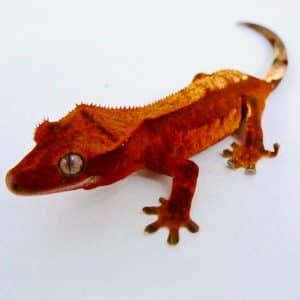 flame-crested-gecko.jpg