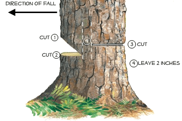 tree-cutting-diagram-png.51675
