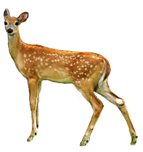deer-clip-art.png