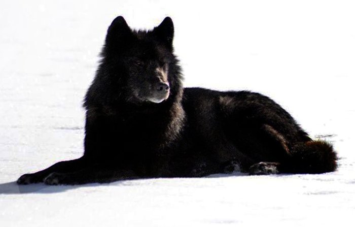 romeo-the-black-wolf-of-alaska-nick-jans.jpg