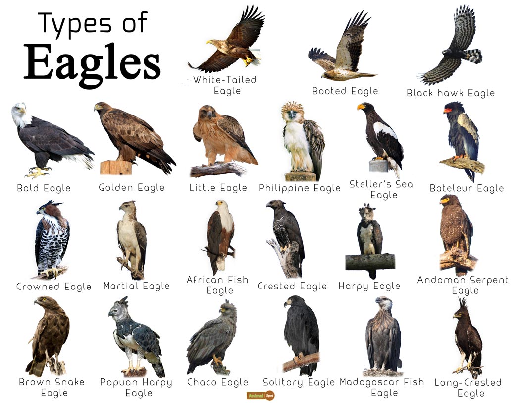 Types-of-Eagles.jpg