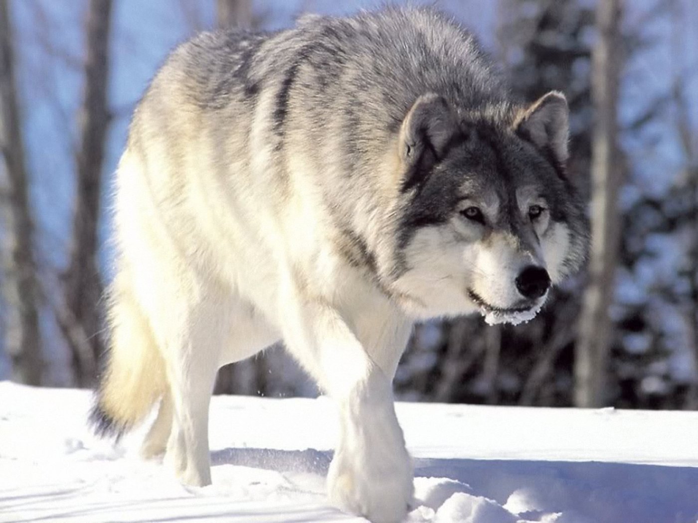 Arctic-Wolf-5.jpg