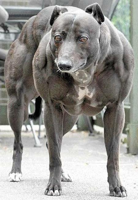 strongestdog.jpg