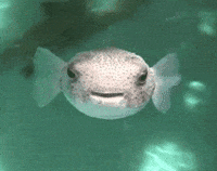 Sad-boy-fish-mouth GIFs - Get the best GIF on GIPHY