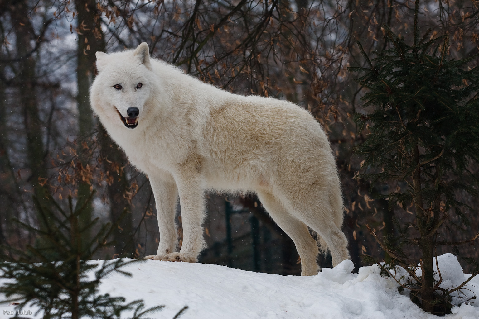 white_wolf_by_tygrik.jpg