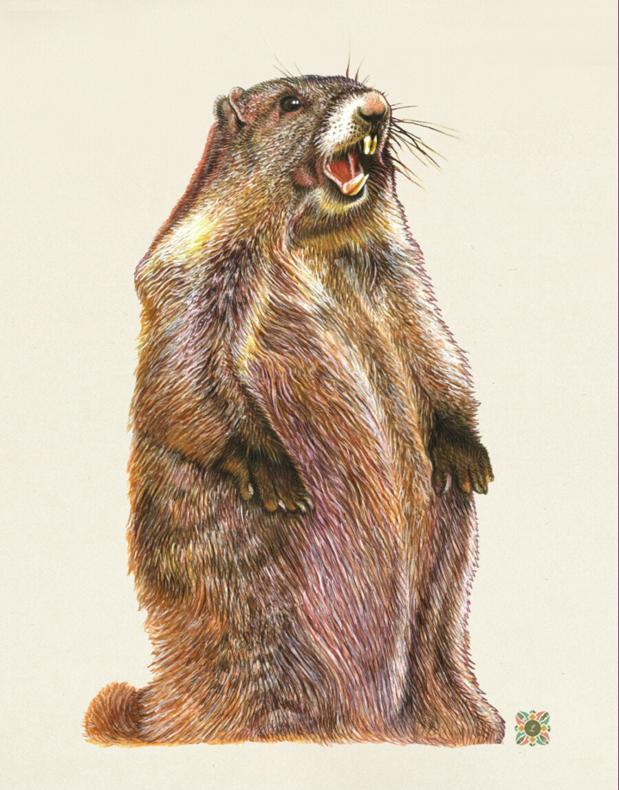 lucian-fatu-marmot-smaller.jpg