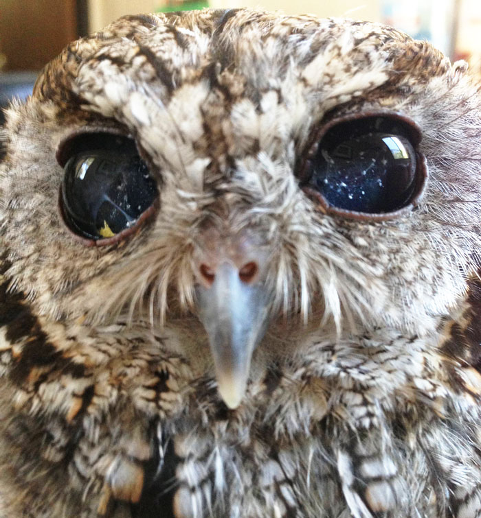 rescued-blind-owl-zeus-5.jpg