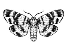 butterfly-moth-sketch-detailed-realistic-sketch-butterfly-vector-illustration-52044233.jpg