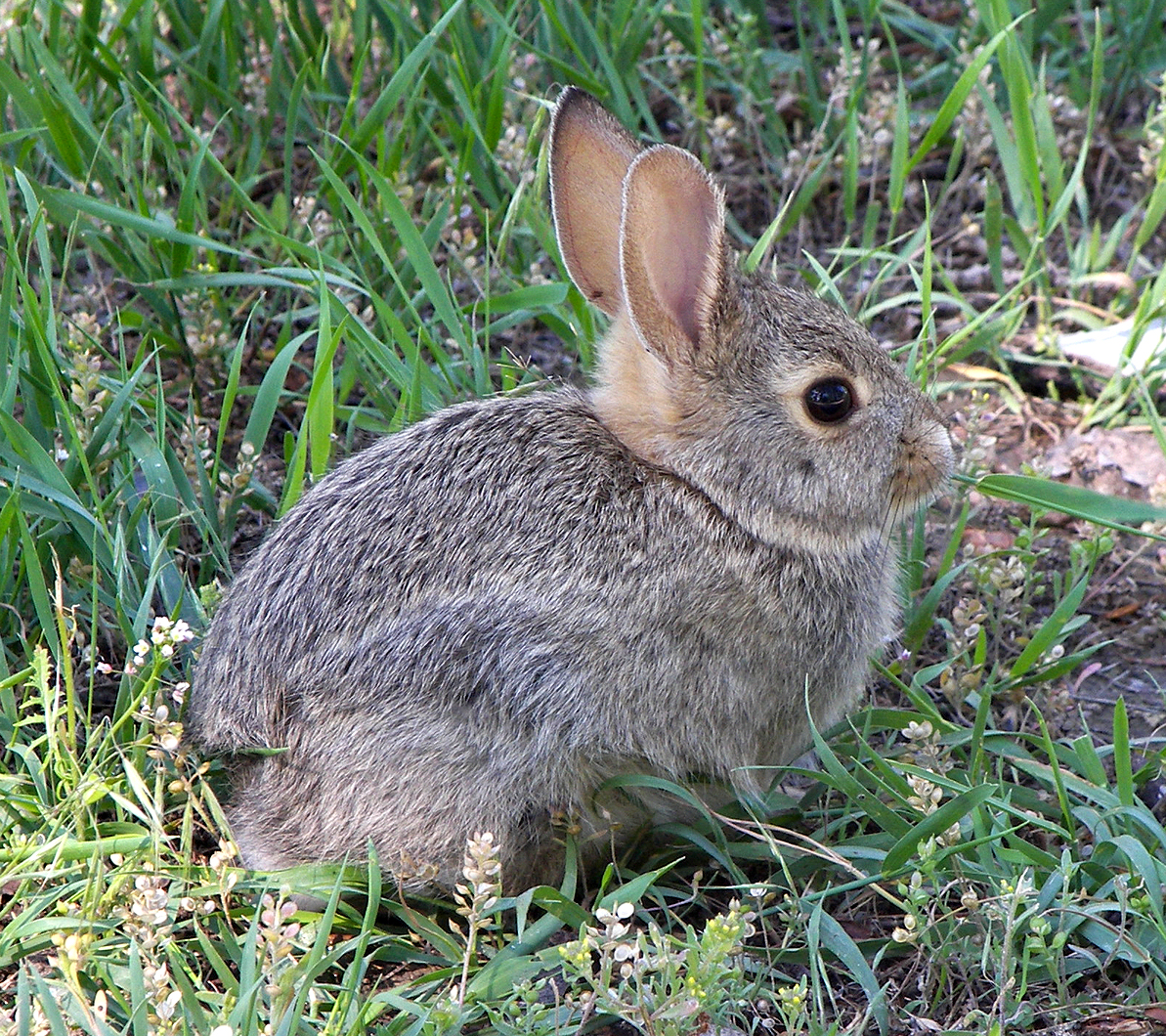 Rabbit_in_montana.jpg