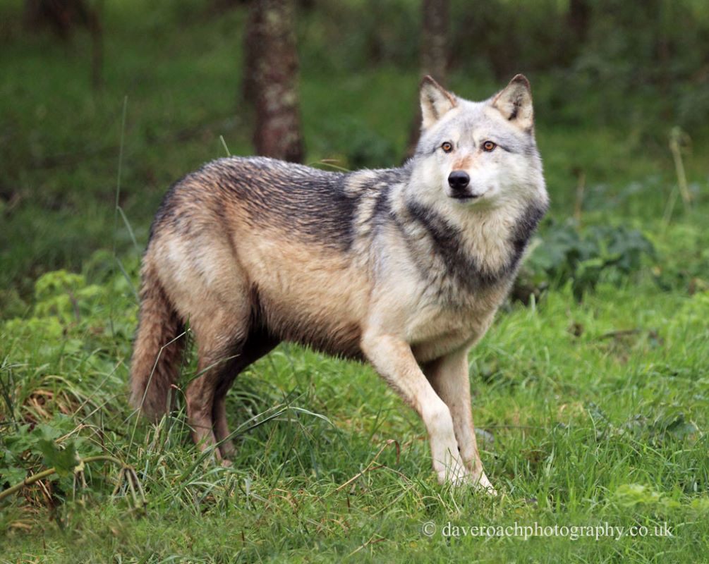 Northwestern_Wolf_Canis_lupus_occidentalis_5.jpg