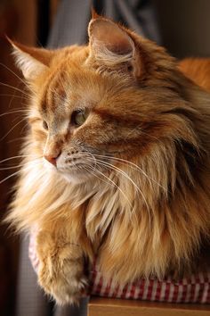 bf16143f66080f655116f20500aadc4a--orange-tabby-cats-ginger-cats.jpg