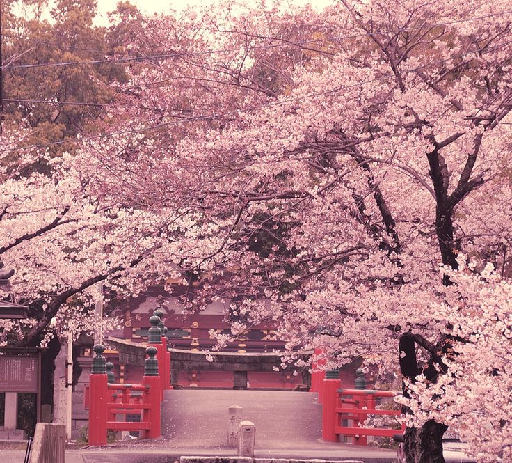 41c8dbcb6ed9593fa37a2ebaa2de62ba--japanese-cherry-blossoms-cherry-blossom-tree.jpg