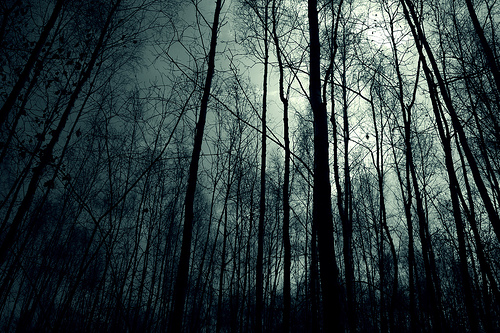 Dark-forest-night-image-31001.jpg