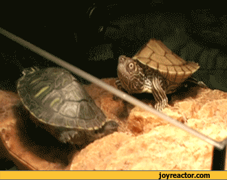 surprise-turtle-omg-gif-994961.gif