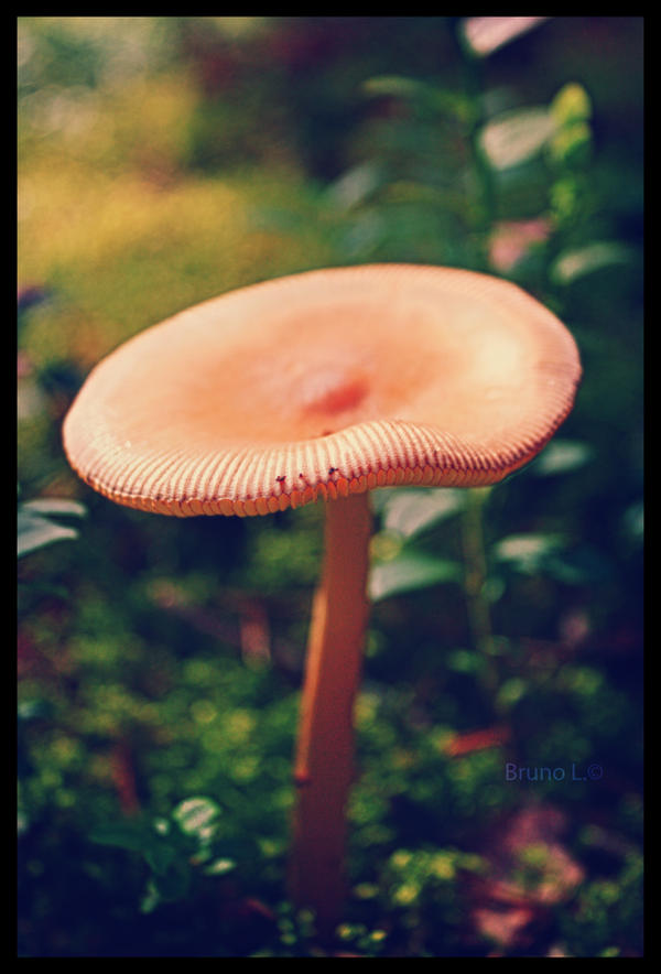 the_mushroom_by_darkdex52-d4fp6yh.jpg