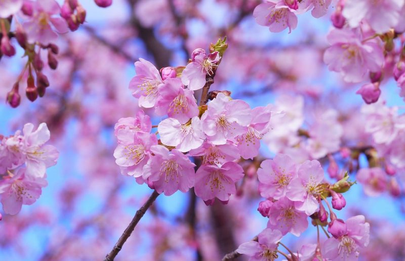 cherry-blossom-e1485856509786.jpg