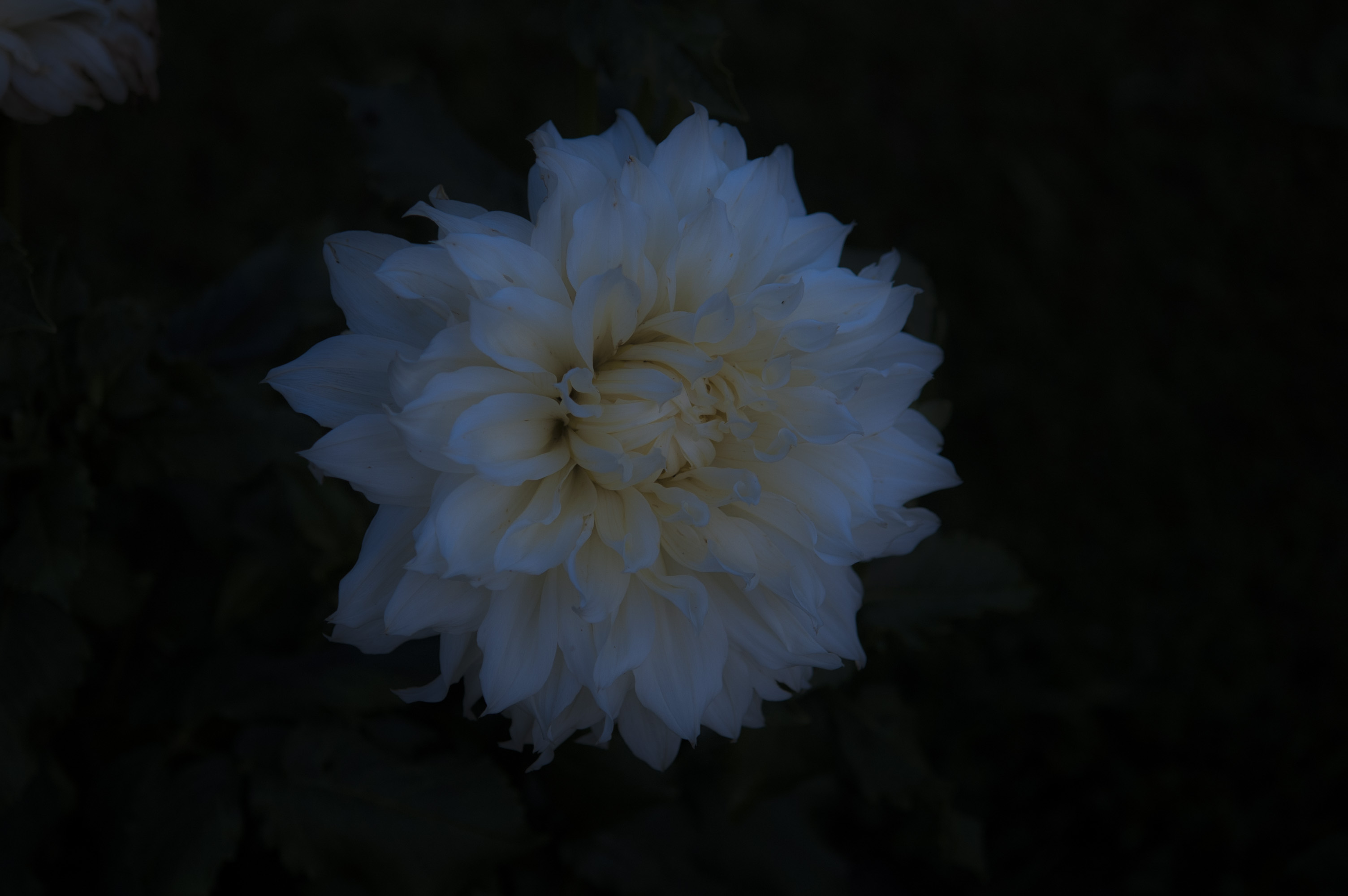 sun-goes-down-flower-looks-magical.jpg