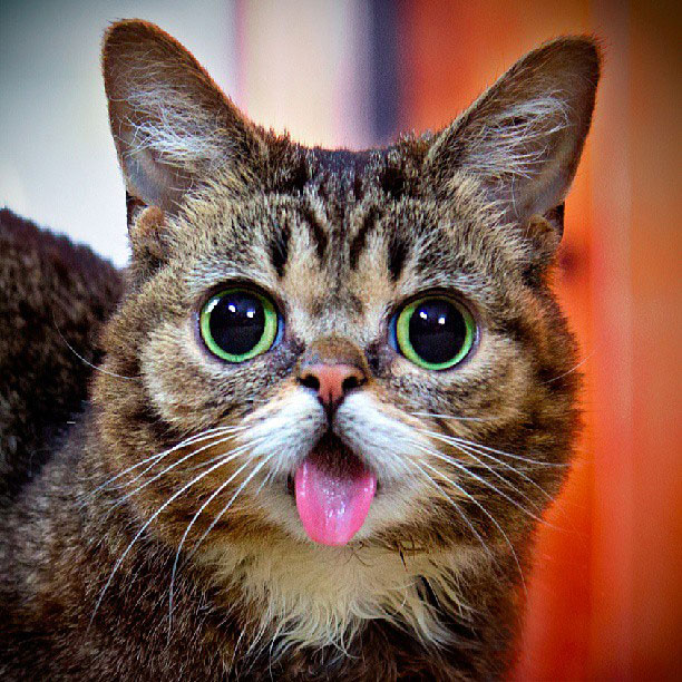 lil-bub-the-cat-sticks-tongue-out-1.jpg