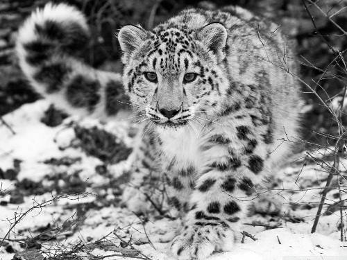Beautiful_Snow_Leopard.jpg