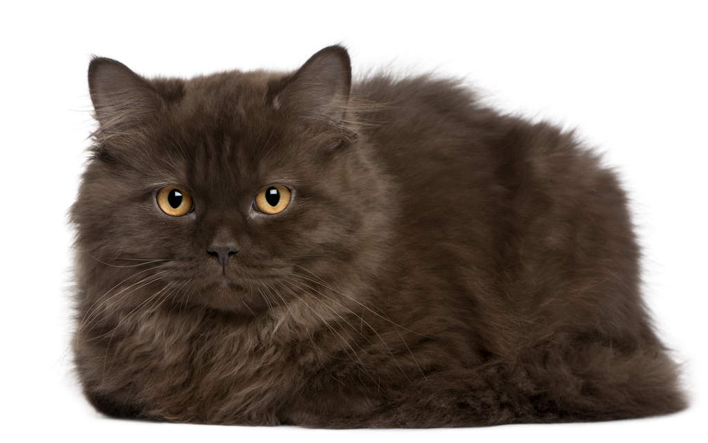 Cat-British_Longhair-A_british_longhair_cat_with_a_smokey_grey_coat.jpg