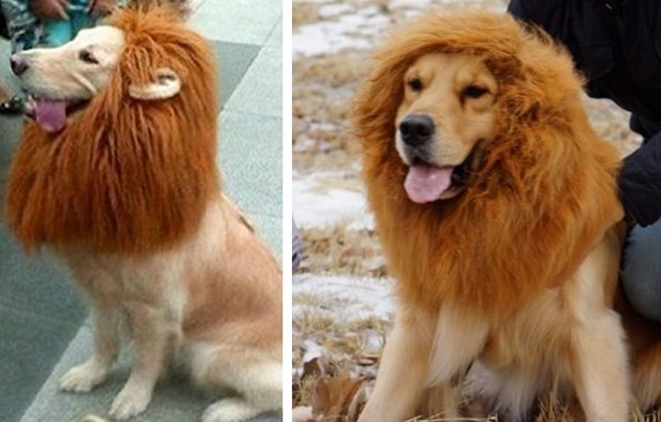 lion-mane-dog-wig.jpg