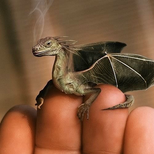 small-dragon.jpg