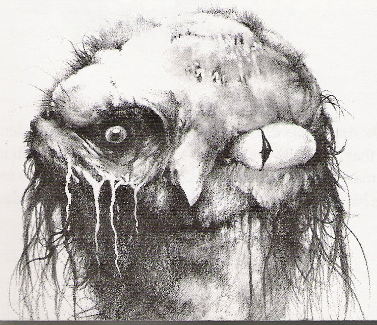 stephen-gammell-art-for-scary-stories-to-tell-in-the-dark.jpg