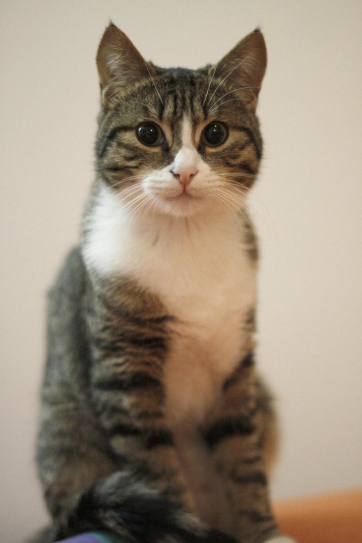 google_cat_xii_by_tsu84.jpg
