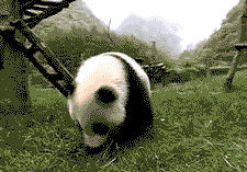 004-funny-animal-gifs-rolling-panda.gif