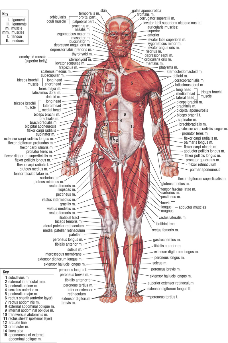 labels+of+Human+Anatomy.jpg