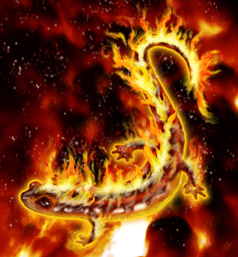 Fire_Salamander_by_onzamono.jpg