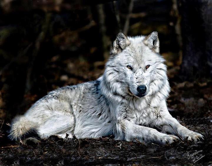 White_Wolf.jpg