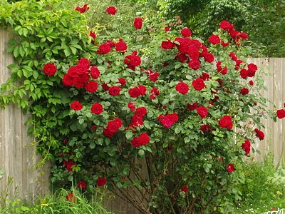 Red,+red+roses.JPG