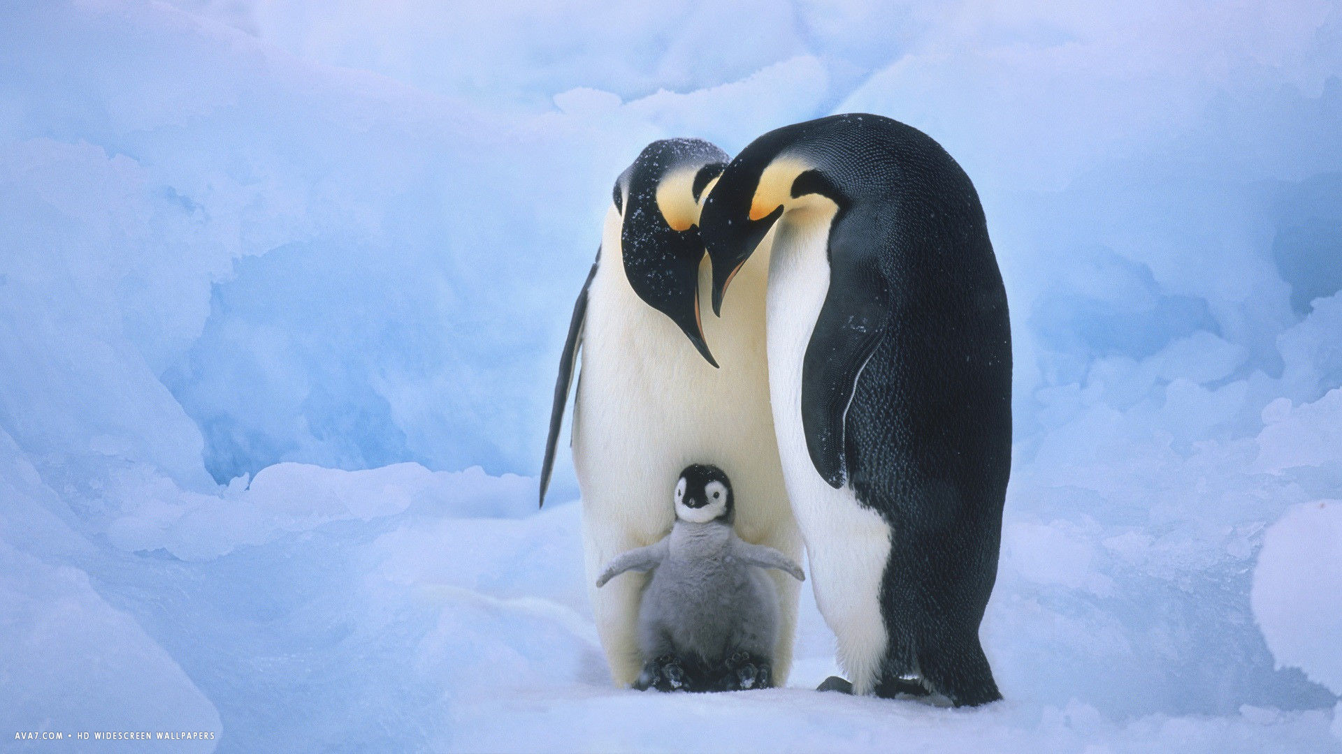 penguin-family-bird-parents-baby-ice-snow.jpg