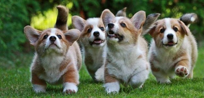 corgi-park-photo-puppies.jpg