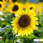 bee-in-sunflower-field-150x150.jpg