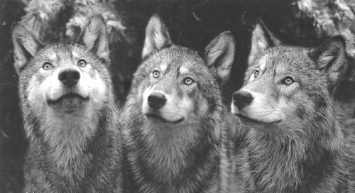 wolf-pack.jpg