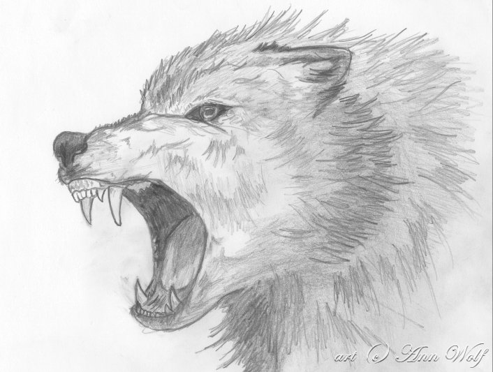 Angry_Wolf_by_Kuutulensudet_by_animal_love.jpg