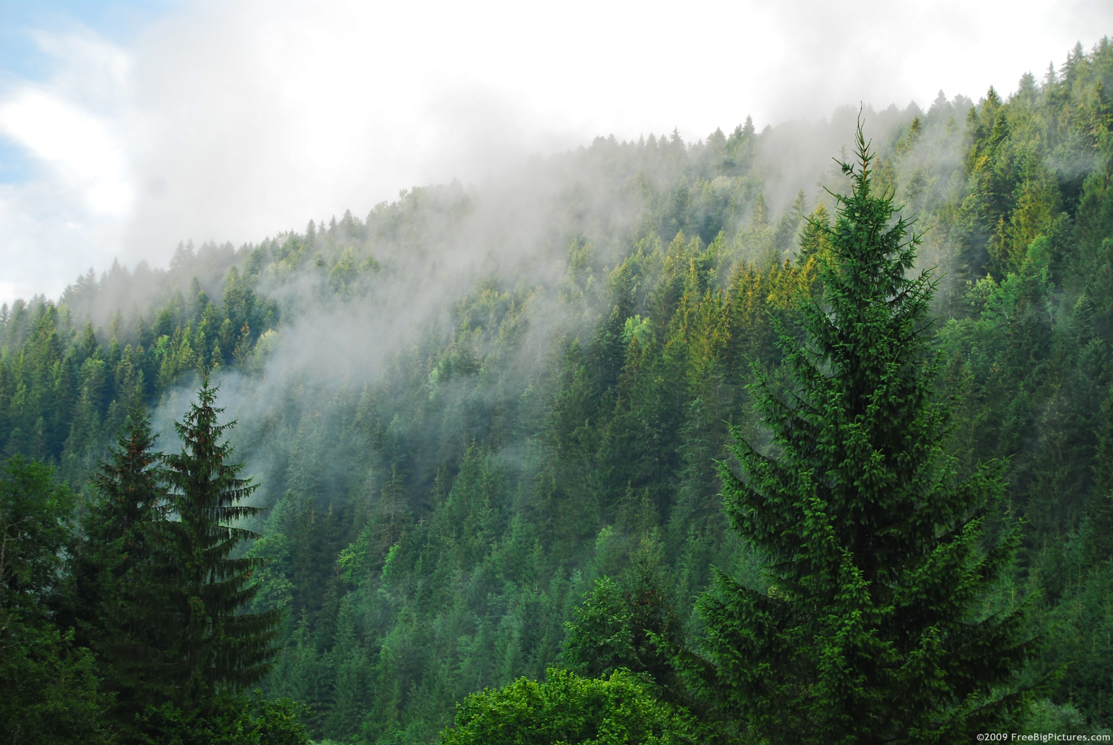 coniferous-forest.jpg