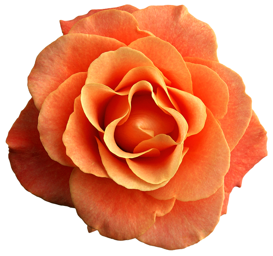 Orange_Rose_PNG_Clipart_Image.png