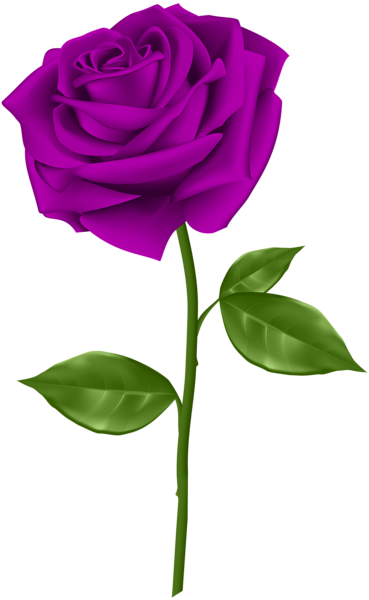 Purple_Rose_Transparent_PNG_Clip_Art.png