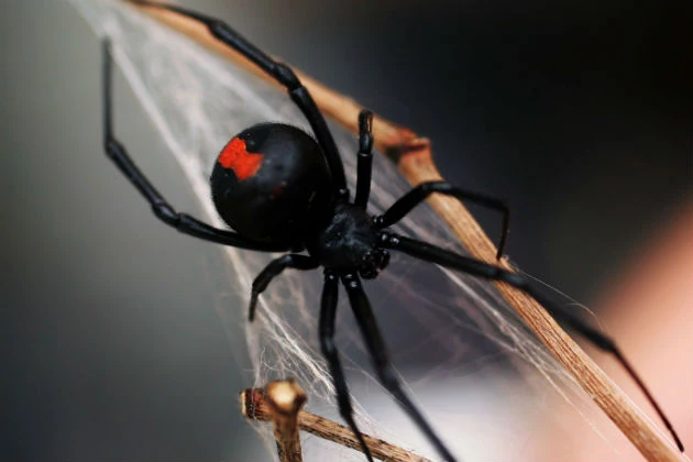 Black-Widow-Spider_Ian-Waldie.jpg