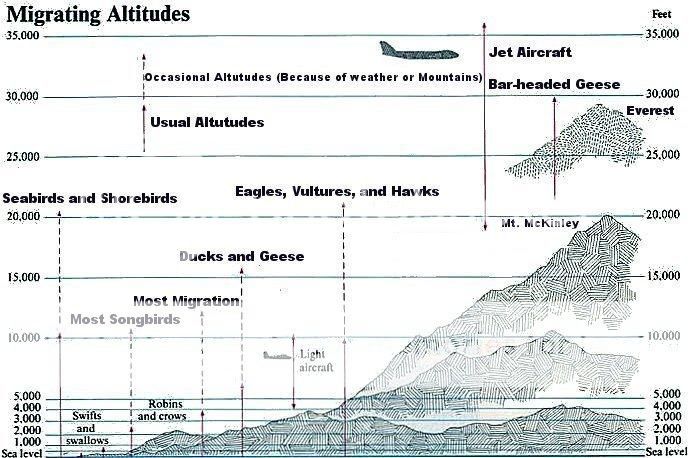Avian-migration-altitudes_zpse471767b.jpg