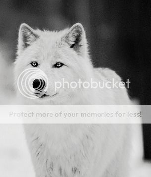 animal-black-cute-white-wolf-Favimcom-225867.jpg